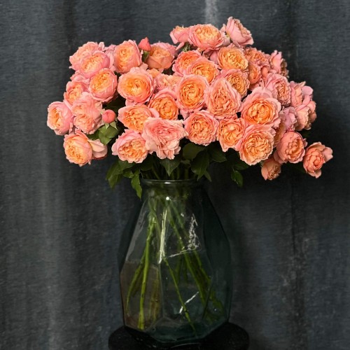Juliet Spray Peony Rose