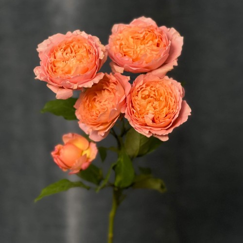 Juliet Spray Peony Rose