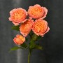 Juliet Spray Peony Rose