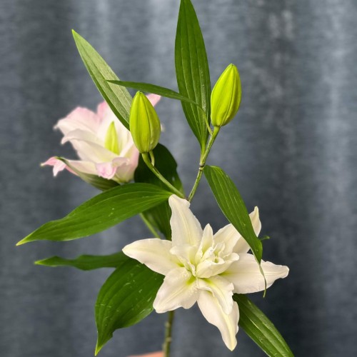 Лилия Roselily Anouska