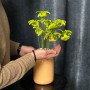 Экзотическая Саррацения