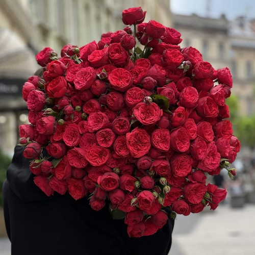 Півонієвидна кущова троянда Red Piano