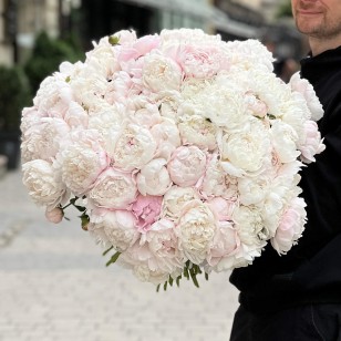 Півонія Gardenia