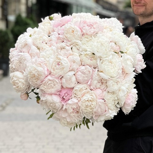 Півонія Gardenia