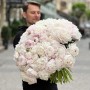 Півонія Gardenia
