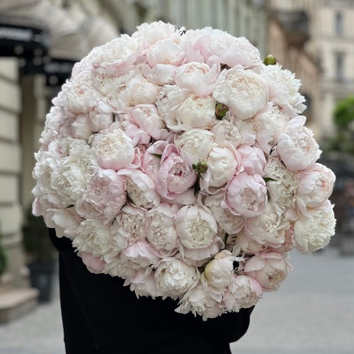 Півонія Gardenia