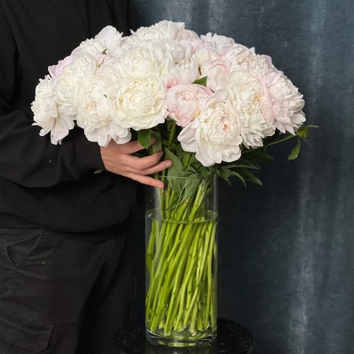 Півонія Gardenia