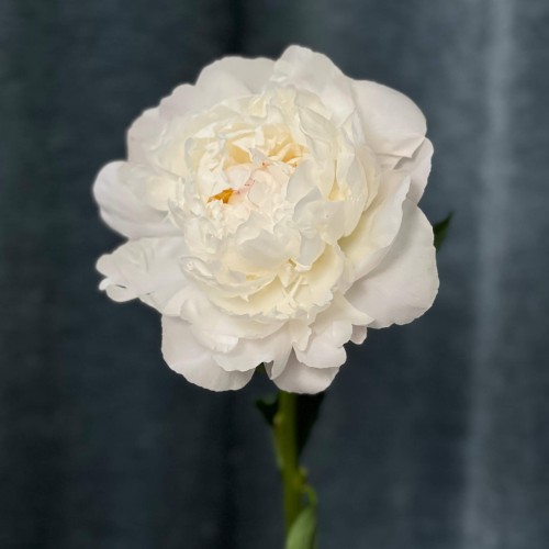 Півонія Gardenia
