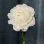 Півонія Gardenia