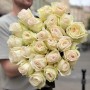 Півонієвидна троянда White O'Hara
