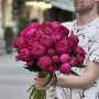 Півонія Victoire de la Marne