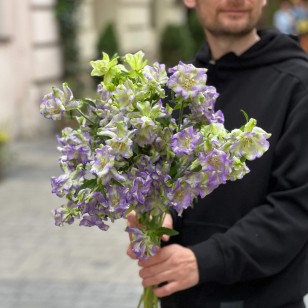 Кампанула Evergreen Blue