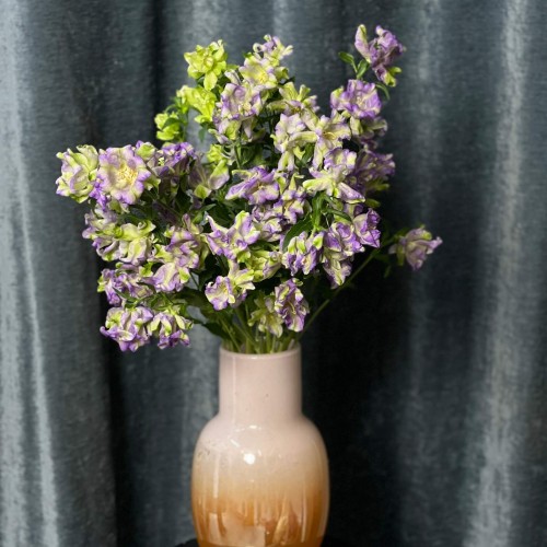 Evergreen Blue Campanula