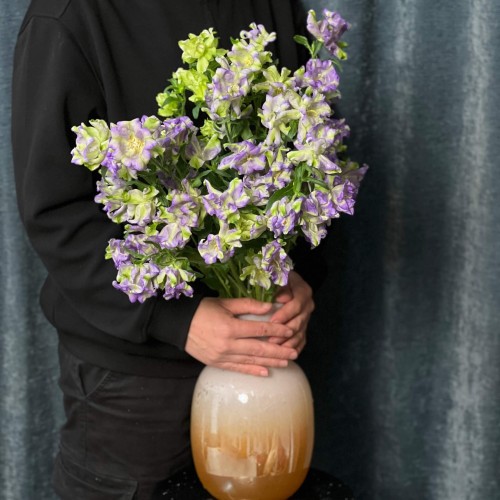 Evergreen Blue Campanula