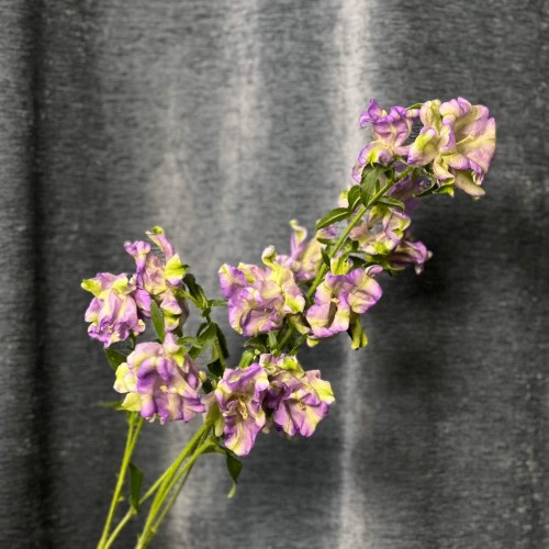 Evergreen Blue Campanula