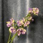 Evergreen Blue Campanula