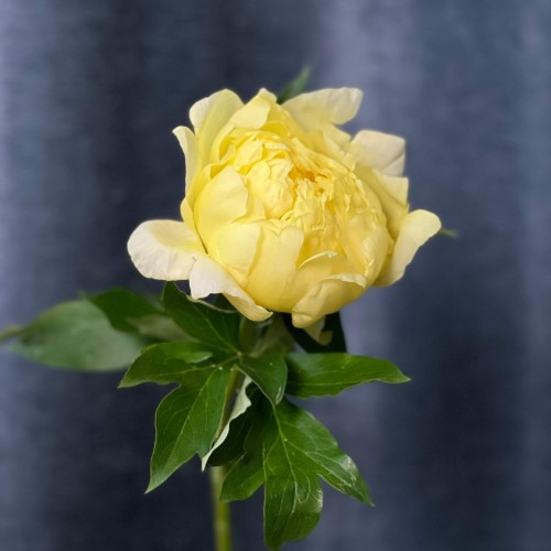 Sonoma Halo Peony