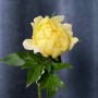 Sonoma Halo Peony