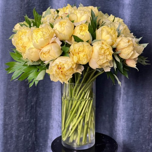 Sonoma Halo Peony