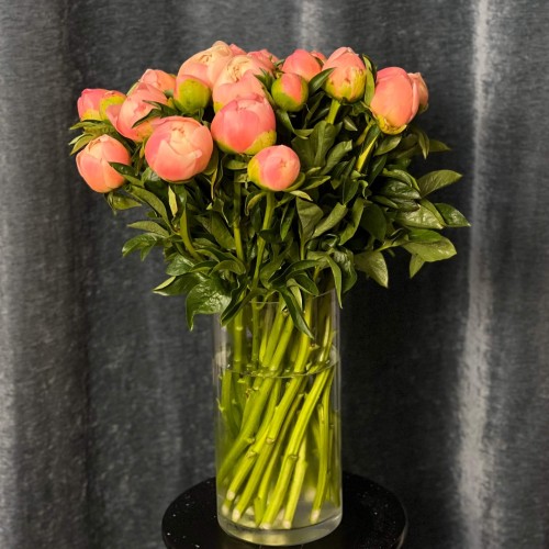 Пион King's Day
