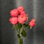 Кущова піоновидна троянда Northanger Abbey