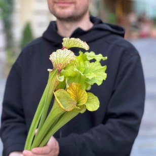 Незвична Сарраценія