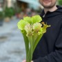 Незвична Сарраценія