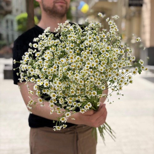 Танацетцум Single Vegmo