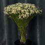 Танацетцум Single Vegmo