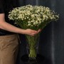 Танацетцум Single Vegmo