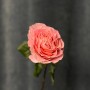 Пионовидная роза сорта RP Filomena
