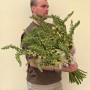 Очаровательная Наперстянка