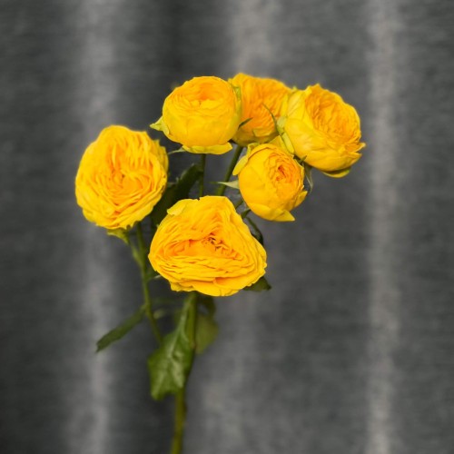 Golden Trendsetter Spray Peony Rose