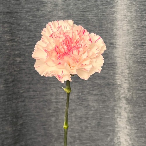 Assorted Pink Dianthus