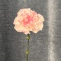 Assorted Pink Dianthus