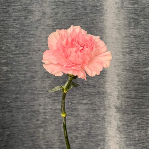 Assorted Pink Dianthus
