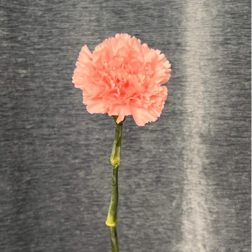 Assorted Pink Dianthus