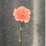 Assorted Pink Dianthus