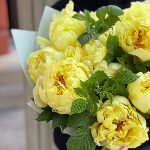 Bouquet of 11 Sonoma Halo peonies «Solar Silk»