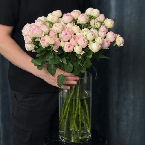 Троянда кущова півонієвидна Mansfield Park