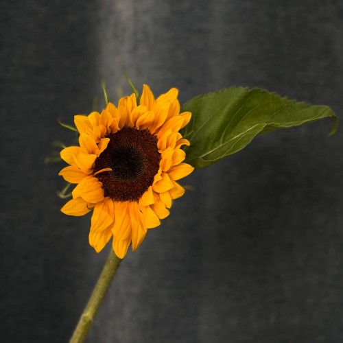 Гелиантус Sunrich