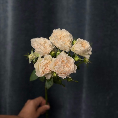 Роза кустовая пионовидная Chiffon