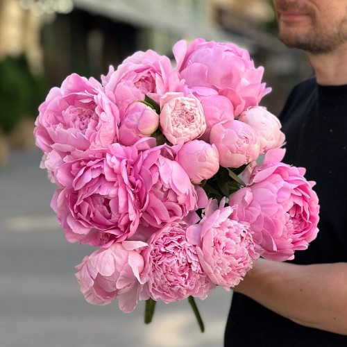 Dinner Plate Peony
