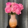 Dinner Plate Peony