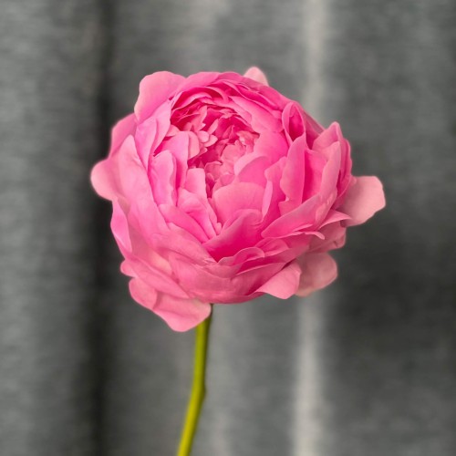 Dinner Plate Peony