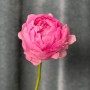 Dinner Plate Peony