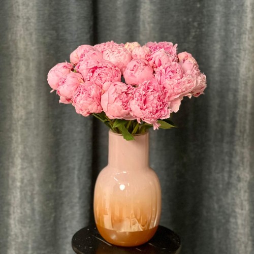  Sarah Bernhardt Peony