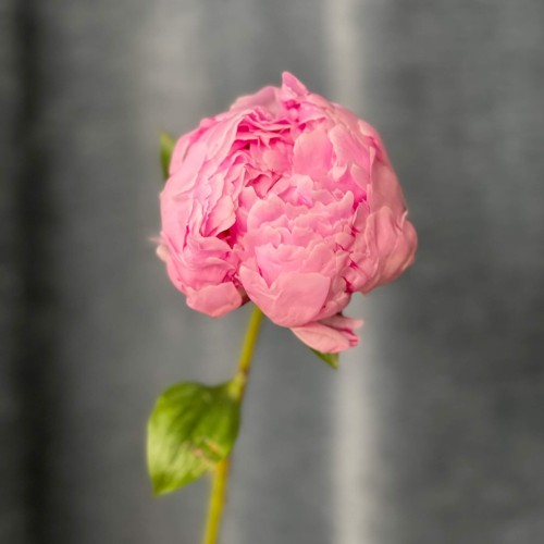  Sarah Bernhardt Peony