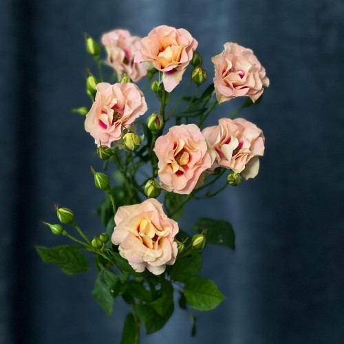 Эксклюзивная кустовая роза Shiraz от плантации Vip Roses