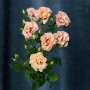 Эксклюзивная кустовая роза Shiraz от плантации Vip Roses